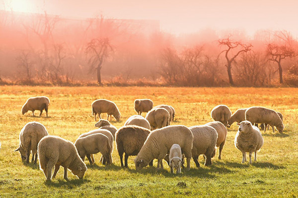 Sheep in a field.